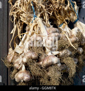 Knoblauch - heimische Birnen getrocknet - - (Allium Sativum) VEG024209 Stockfoto