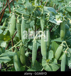 Erbse - "Kelvedon Wonder" VEG044534 Stockfoto