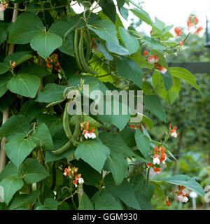 Runner Bean - "Bemalte Lady" (HDRA - Bio) VEG057382 Stockfoto