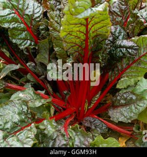 Ruby Mangold - auch bekannt als "Rhubarb Chard" VEG058435 Stockfoto