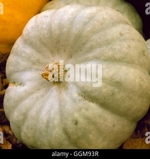 Squash - F1 "Crown Prince' - - VEG059035 (Winter) Stockfoto