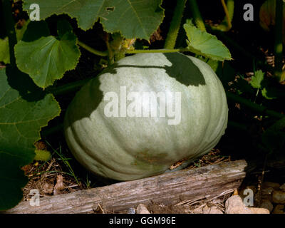 Squash - "Kronprinz" (Winter) (HDRA - Bio) VEG073019 Stockfoto