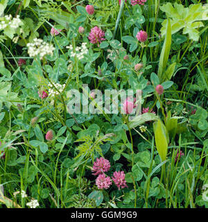 Klee - rot - (Trifolium Pratense) WFL007334 Stockfoto