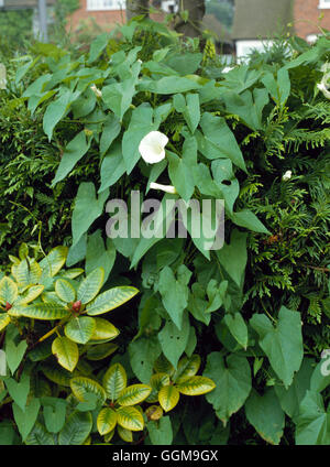 Bellbine - auch bekannt als Hedge Ackerwinde) (Calystegia Sepium)'' wilden Blumen ''' WFL037995 Pho " Stockfoto