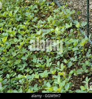 Melilot Common/Ribbed - (Melilotus Officinalis) WFL047305 Stockfoto