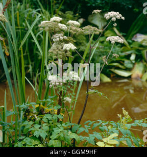 Angelica - Wild - (Angelica Sylvestris) WFL051899 Stockfoto