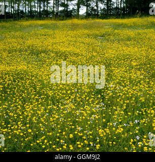 -Bauchige - Hahnenfuß (Ranunculus Bulbosus) WFL062539 Stockfoto