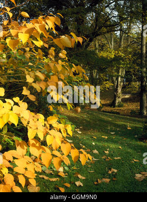 Wald-Garten - im Herbst mit Japanischer Staudenknöterich (Fallopia Japonica) Färbung im Vordergrund, die obligatorische WOG105001 Stockfoto