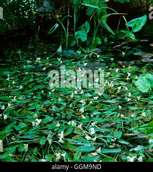 Aponogeton distachyos - Wasser Hawthorn'' Cape Pondweed''' WPL 021854' Stockfoto