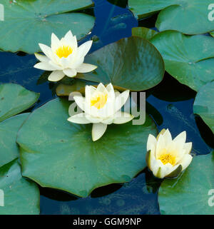 Nymphaea Alba - WPL035198 (Hardy) Stockfoto