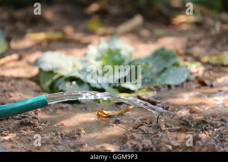 Wasser fließt aus einem Gummischlauch und Gärtner sind Bäume im Obstgarten Bewässerung. Stockfoto
