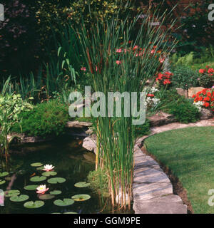 Typha Angustifolia - weniger Rohrkolben '' weniger Reedmace'' ' WPL062240 ' Stockfoto