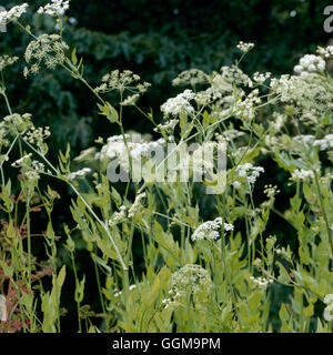 Sium Latifolium - mehr Wasser-Pastinaken-WPL064730 Stockfoto