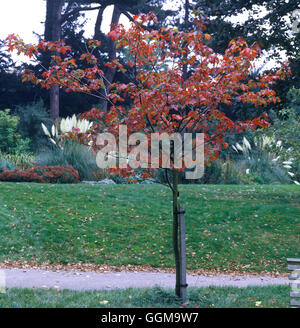 Acer Rubrum 'Schlesingeri' Ref: UMW 117860 0001 © Fotos Gartenbau/Photoshot Stockfoto