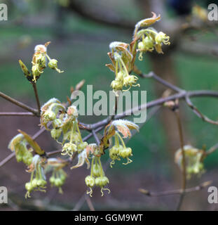 Acer Triflorum Ref: UMW 118361 0006 Stockfoto