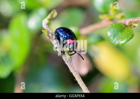 Essen ist blau Scarabaeidae auf AST Baum im Garten und Blätter zu essen. Stockfoto