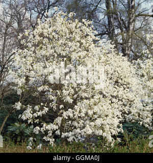 Magnolia X Kewensis "Wada Memory" Stockfoto