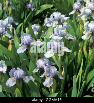 Iris "Blue Denim" (Standard Zwerg bärtigen) Stockfoto