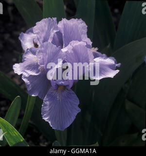 Iris "Blue Denim" (Standard Zwerg bärtigen) Stockfoto