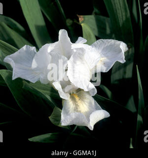 Iris "Lilli-weiß' (Standard Zwerg bärtigen) Stockfoto