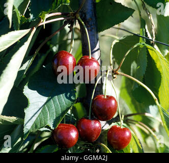 Kirsche 'Stella' AGM Stockfoto