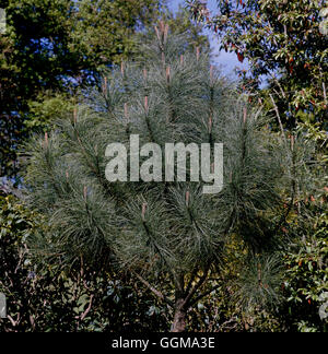 Pinus Coulteri. Stockfoto