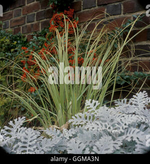 Cortaderia Selloana 'Aureolineata' AGM (Syn C. s. "Goldenen Band") Stockfoto