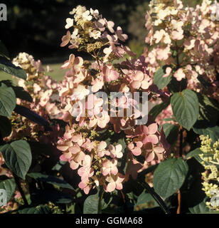 Hydrangea Paniculata 'Pink Diamond' Stockfoto