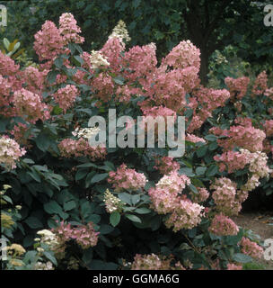 Hydrangea Paniculata 'Pink Diamond' Stockfoto