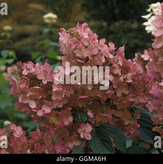 Hydrangea Paniculata 'Pink Diamond' Stockfoto