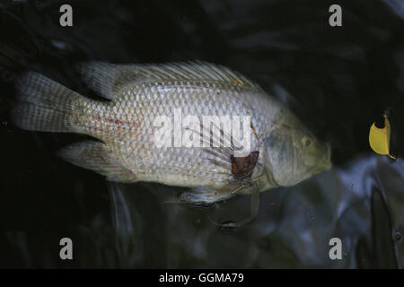 Fische gestorben, weil Abwasser aus der Fabrik. Stockfoto