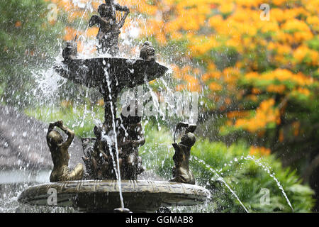 Der Brunnen im Garten und haben Pfau Blumen blüht der Natur Hintergrund. Stockfoto