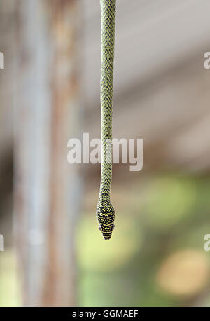 Head of Oriental Peitsche Schlange hängen von Baum im Garten. Stockfoto