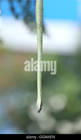 Head of Oriental Peitsche Schlange hängen von Baum im Garten. Stockfoto