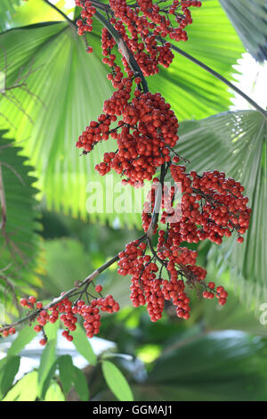 Balan Frucht am Baum der tropischen Palmen im öffentlichen Park in Thailand. Stockfoto