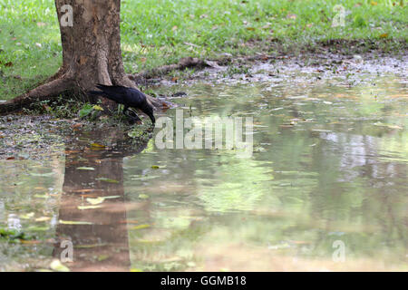 Crow oder DAW auf Flachland des Volkspark stehen und die Lebensmittel suchen. Stockfoto