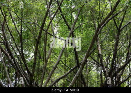 Zweig der Banyan-Baum im öffentlichen Park für Design-Natur-Hintergrund. Stockfoto