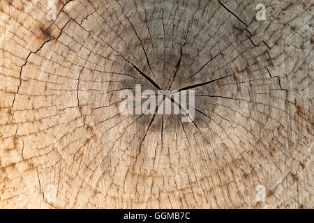 Scheibe aus einer Tanne alten Holzstruktur für Hintergrund Design Natur. Stockfoto