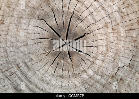 Scheibe aus einer Tanne alten Holzstruktur für Hintergrund Design Natur. Stockfoto