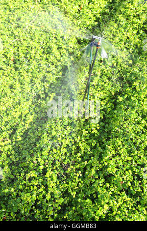 Springer läuft Ausbreitung Wasser, grüne Zierbaum im öffentlichen Park für Natur Hintergrund. Stockfoto