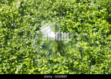 Springer läuft Ausbreitung Wasser, grüne Zierbaum im öffentlichen Park für Natur Hintergrund. Stockfoto