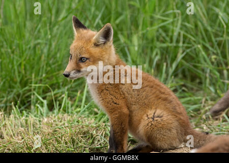Junger Rotfuchs an Den. Es ist die größte der wahre Füchse die Carnivora. Stockfoto