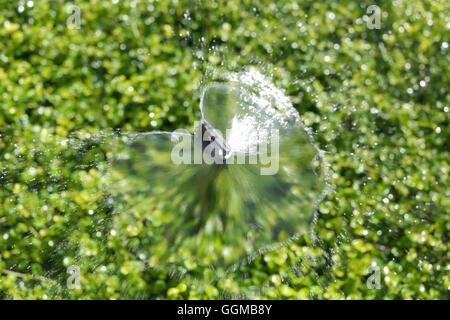 Springer läuft Ausbreitung Wasser, grüne Zierbaum im öffentlichen Park für Natur Hintergrund. Stockfoto