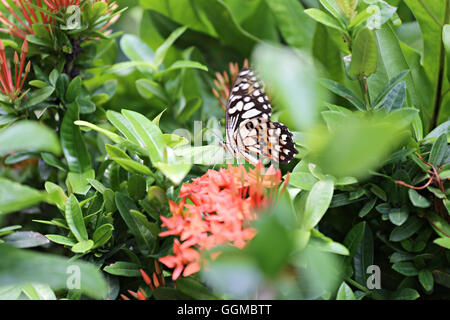 Tropisches Insekt Schmetterling thront auf einer Baumkrone im öffentlichen Park, den Nektar aus zu finden und Pollen. Stockfoto