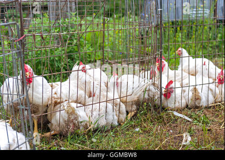 Weiße Hühner Hennen in Drahtkörbe. Stockfoto