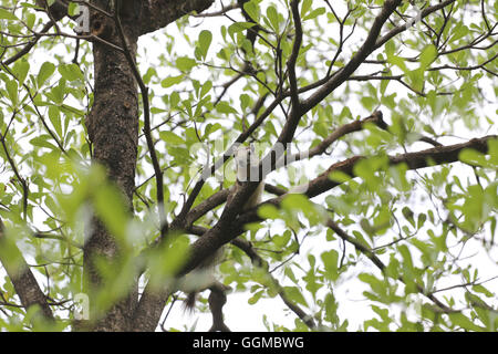 Eichhörnchen Sie auf dem Ast Baum im Garten. Stockfoto