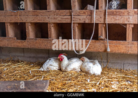 3 Hühner liegen auf Stroh Stockfoto