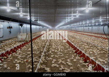 7 Tage alte Masthähnchen in kommerziellen Huhn Scheune Stockfoto