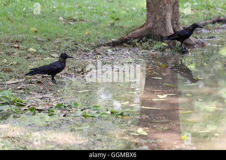 Crow oder DAW auf Flachland des Volkspark stehen und die Lebensmittel suchen. Stockfoto