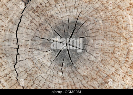 Scheibe aus einer Tanne alten Holzstruktur für Hintergrund Design Natur. Stockfoto